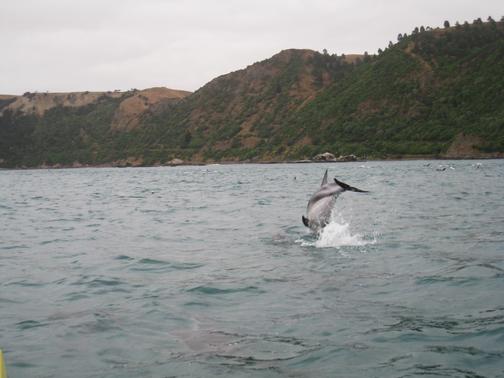 Dolfijnen zwemmen Nieuw Zeeland
