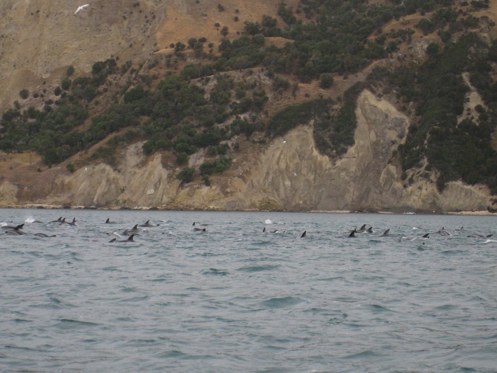 Dolfijnen zwemmen Nieuw Zeeland