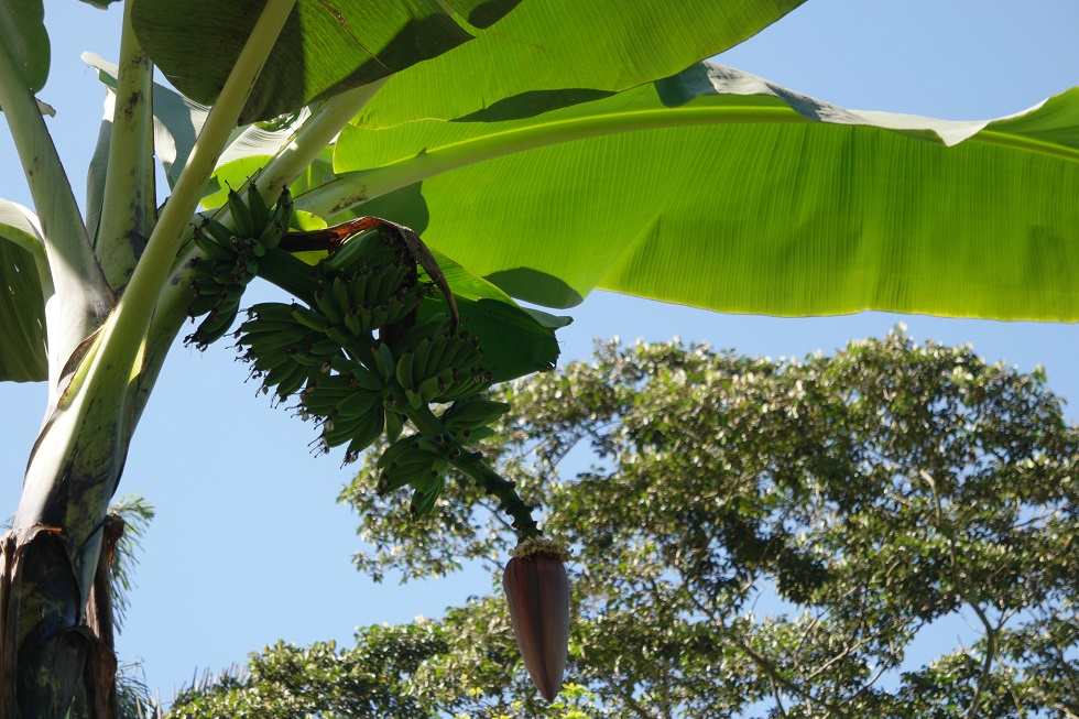 Bananen Ciudad perdida