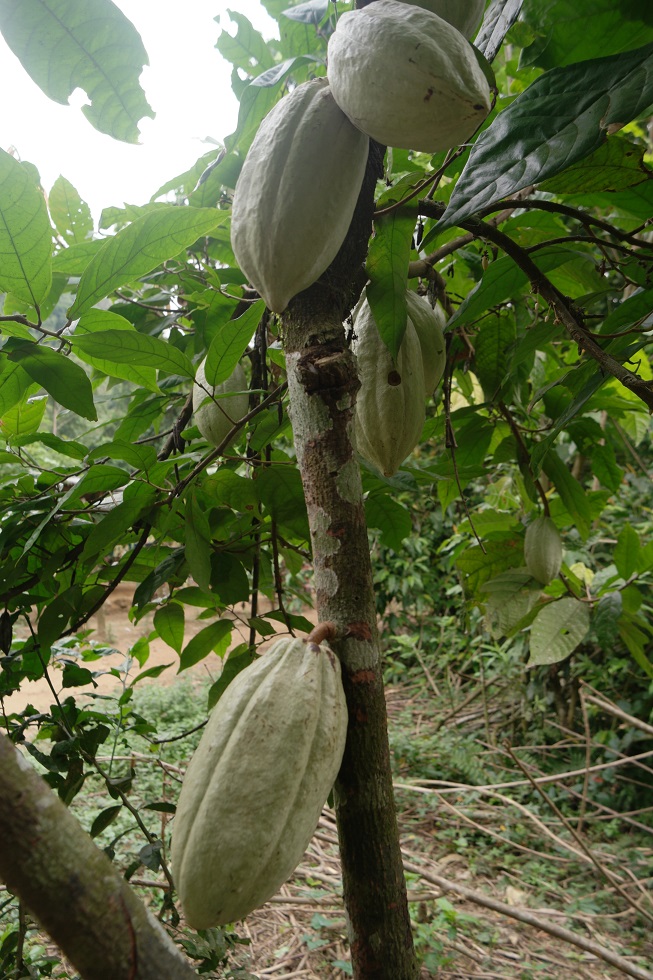 Cacaobonen Ciudad Peridida