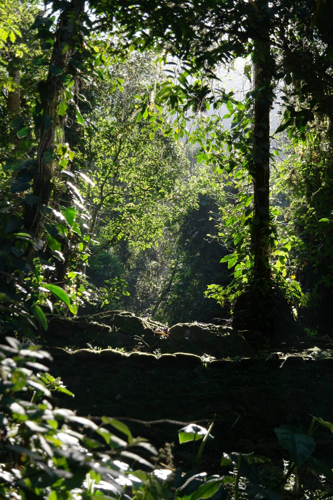 Jungle Ciudad perdida2