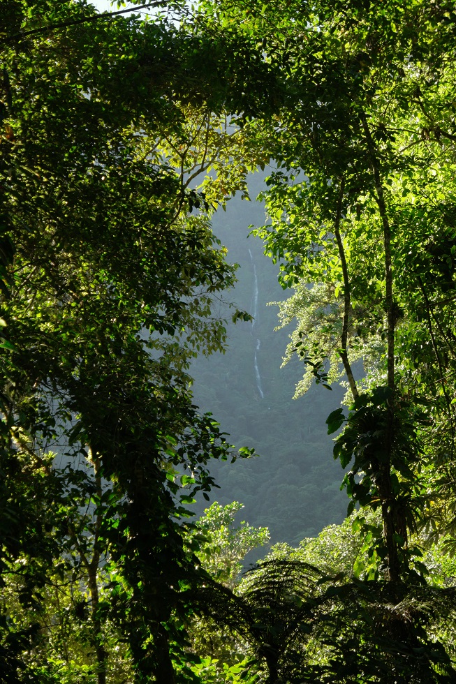 Jungle Ciudad Perdida