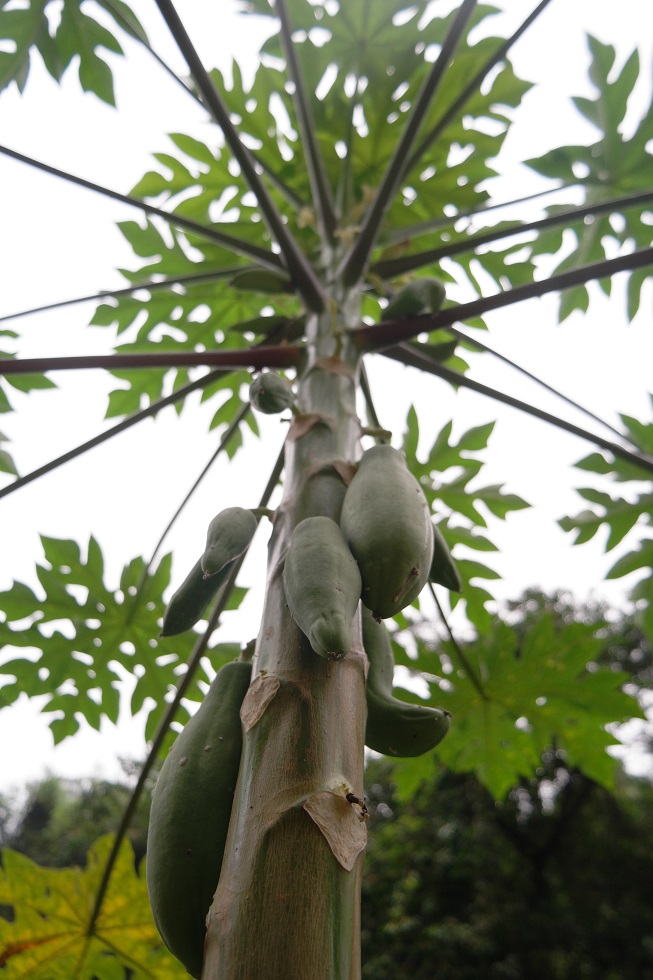 Papaya Ciudad Perdida