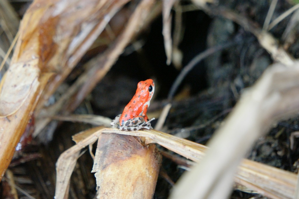 Bocas del Toro red frog