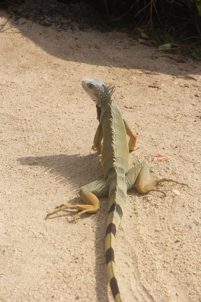 Hagedis Tayrona Nationaal park Colombia