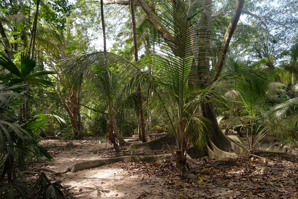 Lopen Tayrona nationaal park