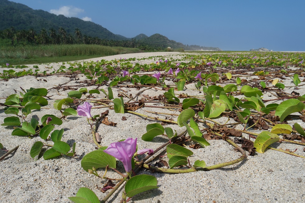 Strand tayrona nationaal park