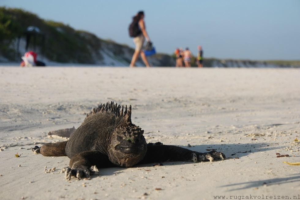 Iguana Galapagos