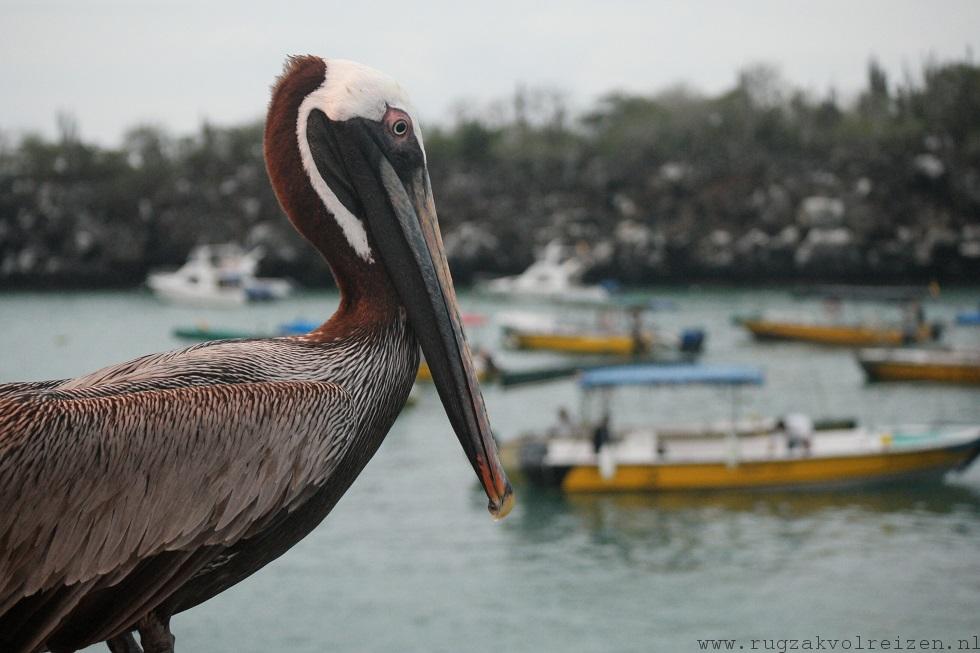 Pelikaan galapagos