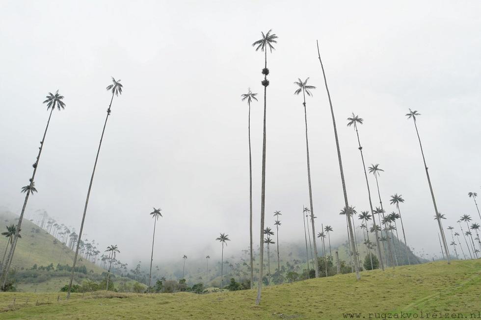 Salento Valle de Cocora