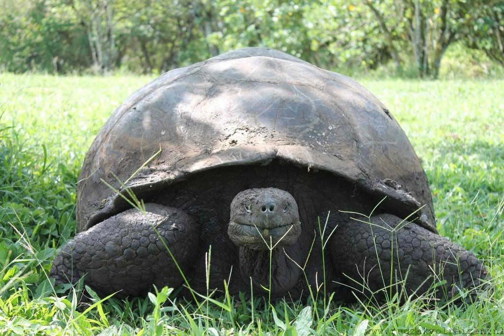 Tortoise Galapagos reuze schildpad