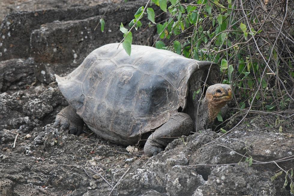 Darwin center Santa Cruz Galapagos