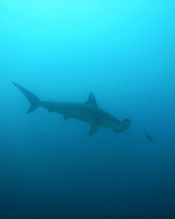 Hamerhaaien Galapagos