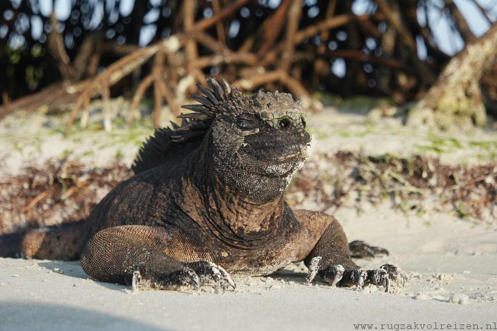 Iguana Galapagos Santa Cruz