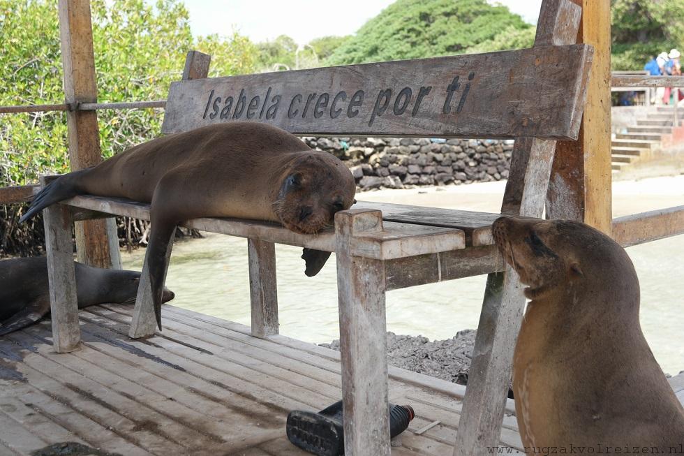 Isabala Galapagos zeeleeuwen bank