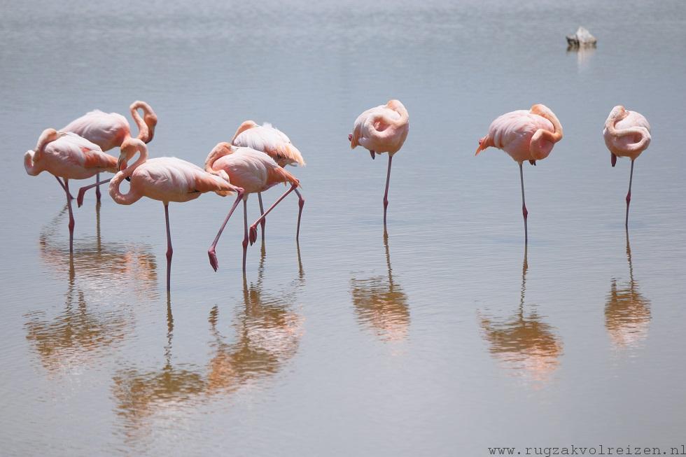 Isabela Galapagos Flamingo