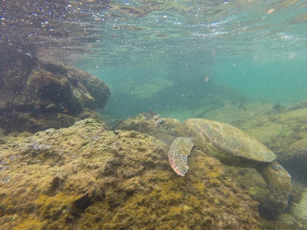 Isabela Galapagos Los tuneles schildpad