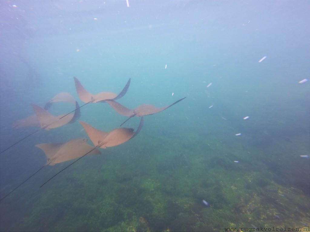 Isabela Galapagos Los tuneles snorkelen