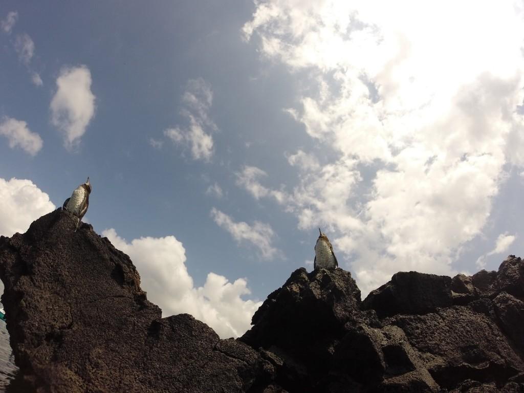 Isabela Galapagos pinguins
