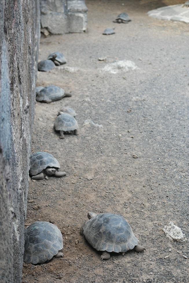 Isabela Galapagos schildpadden