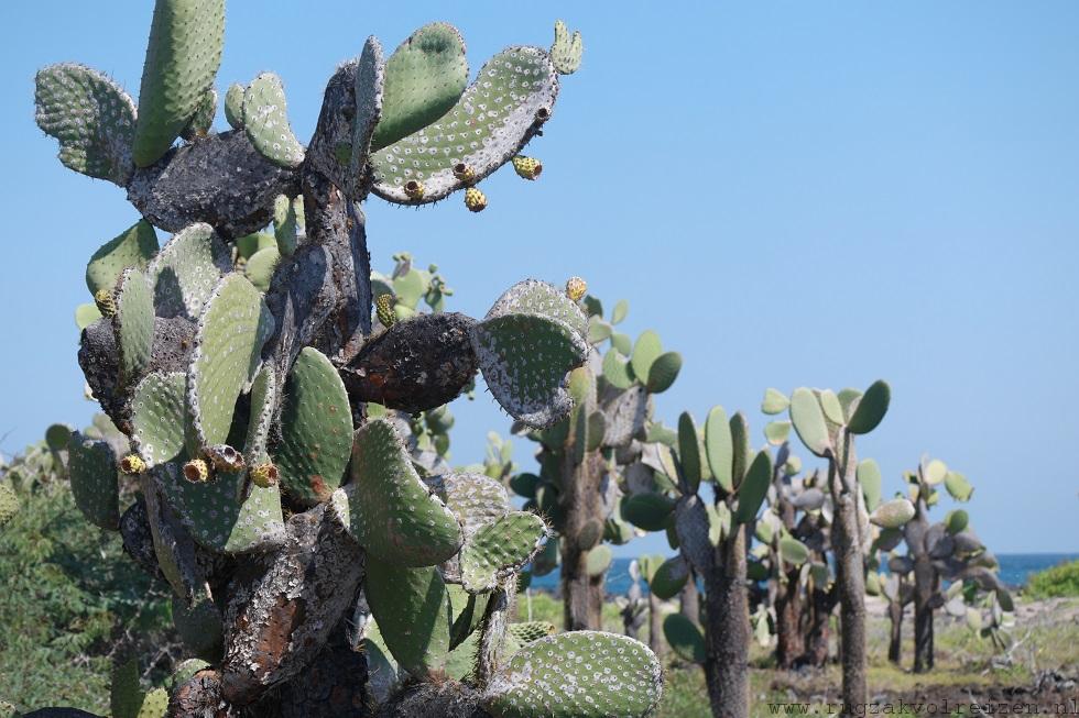 Tortuga bay Santa Cruz cactus Galapagos