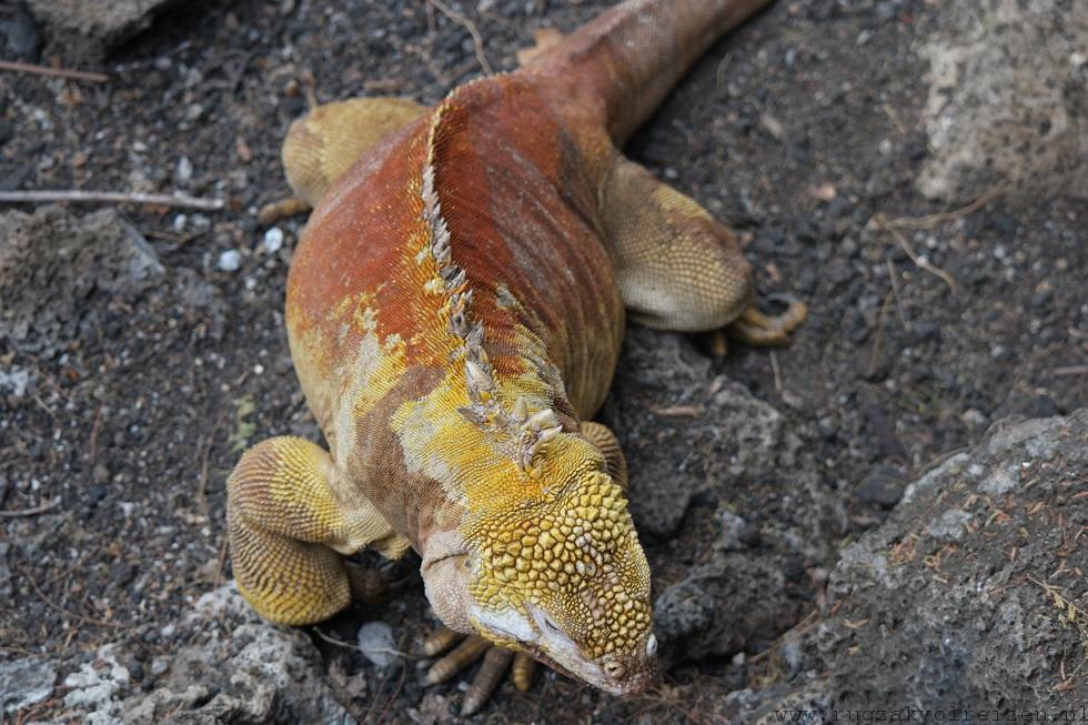 landiguana galapagos darwin centre santa cruz