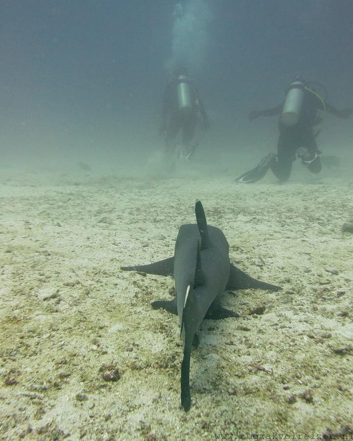 white tip shark Galapagos