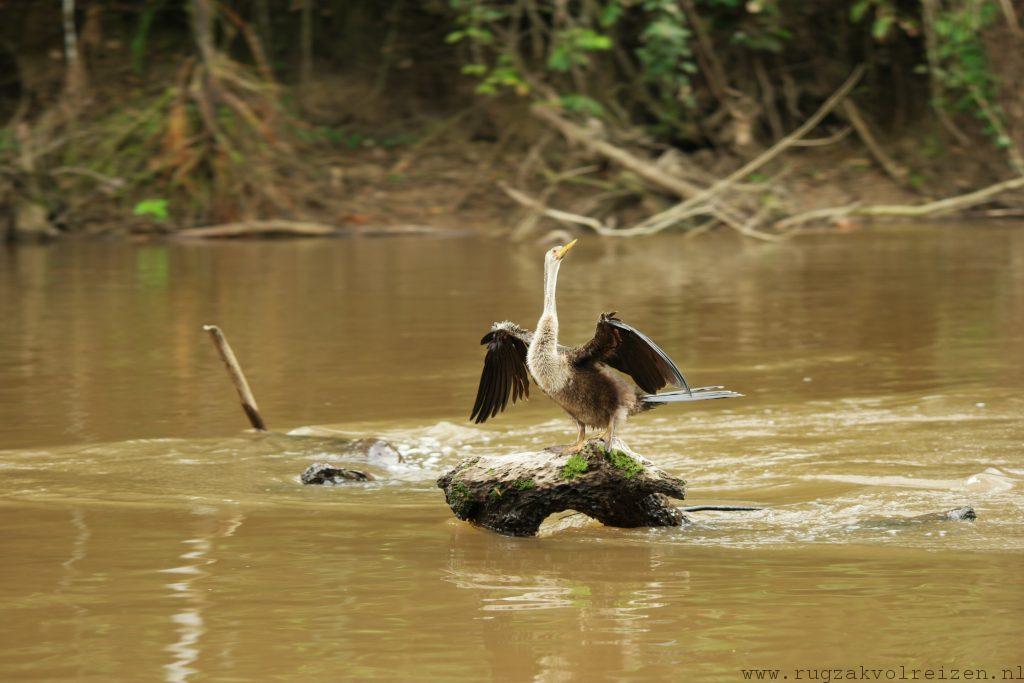 Amazone darter vogel