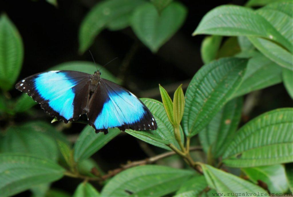 Blauwe vlinder Amazone