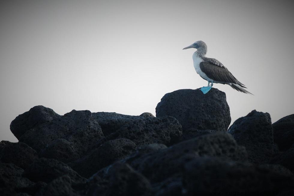 Blue footed booby Galapagos