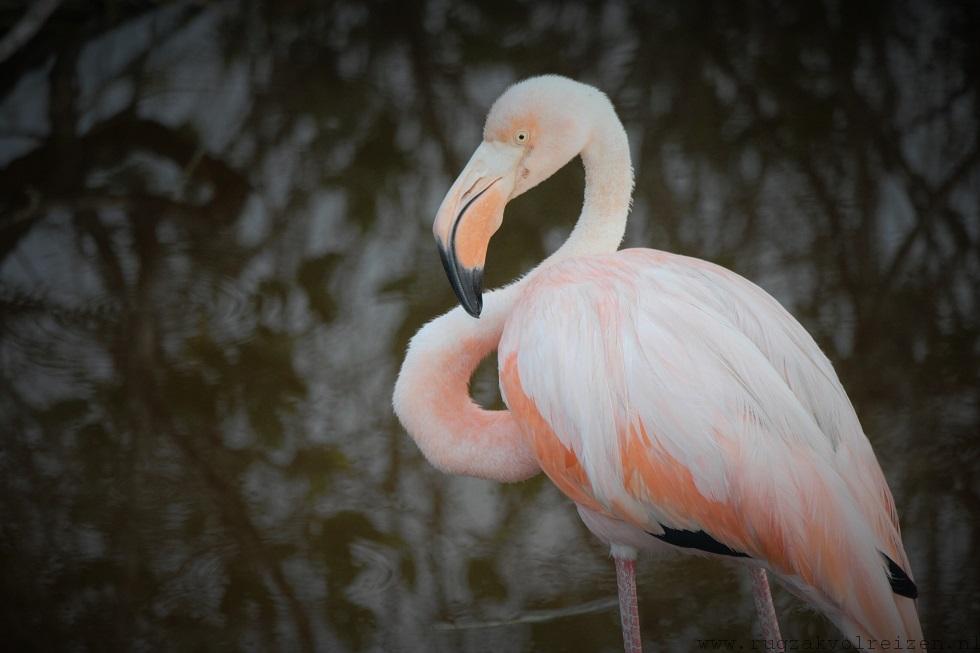 Flamingo Galapagos