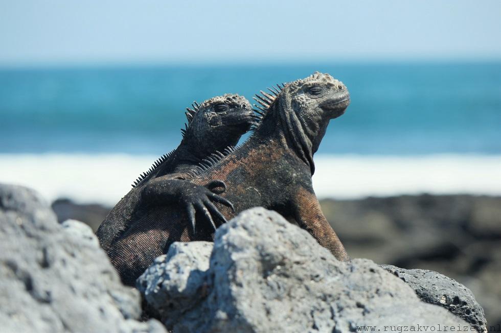 Iguanas Galapagos Santa Cruz