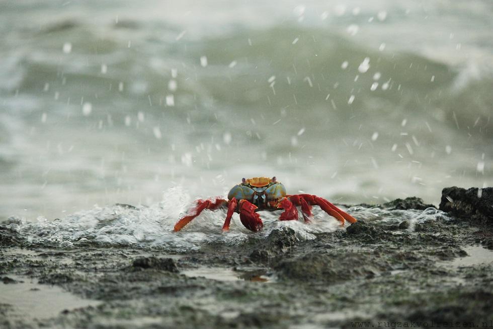 Krab Galapagos