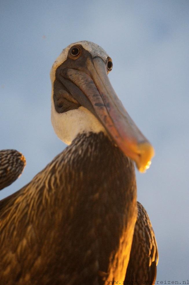 Pelikaan Galapagos