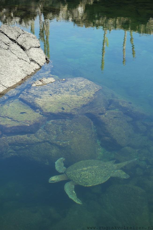 Zeeschildpad Galapagos