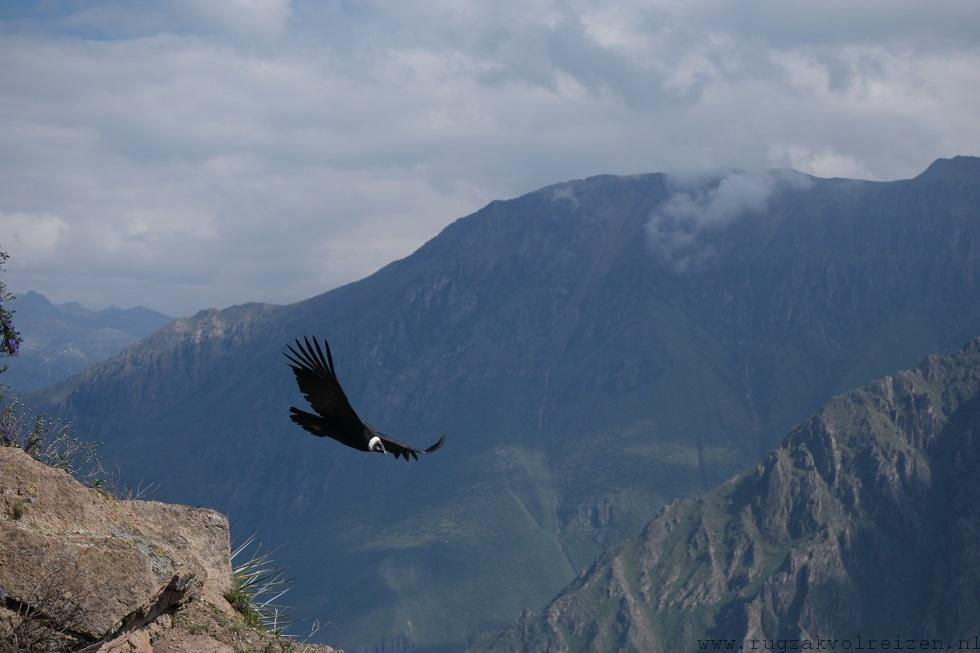 Colca canyon condor