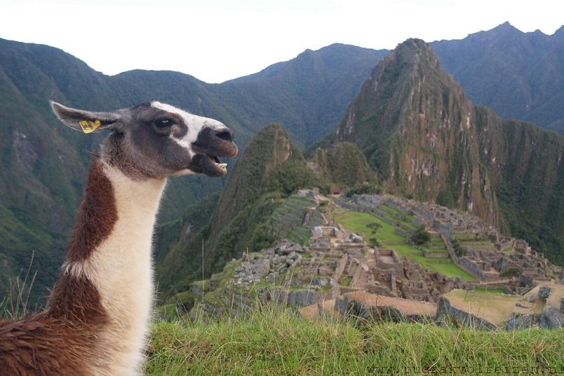 Lama Machu Picchu