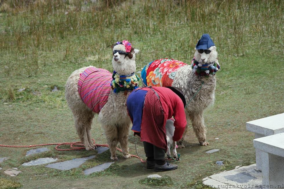 Lama toeristen foto's