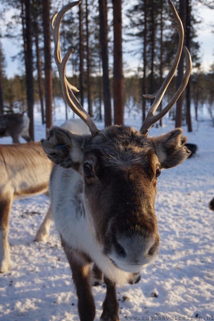 Eland in Zweden