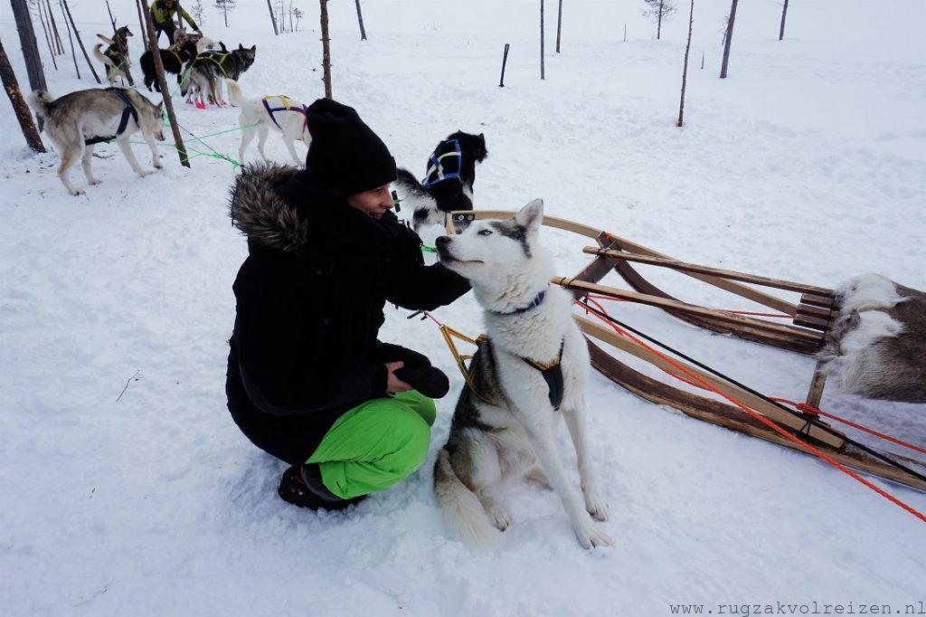 Huskey tocht in Zweden