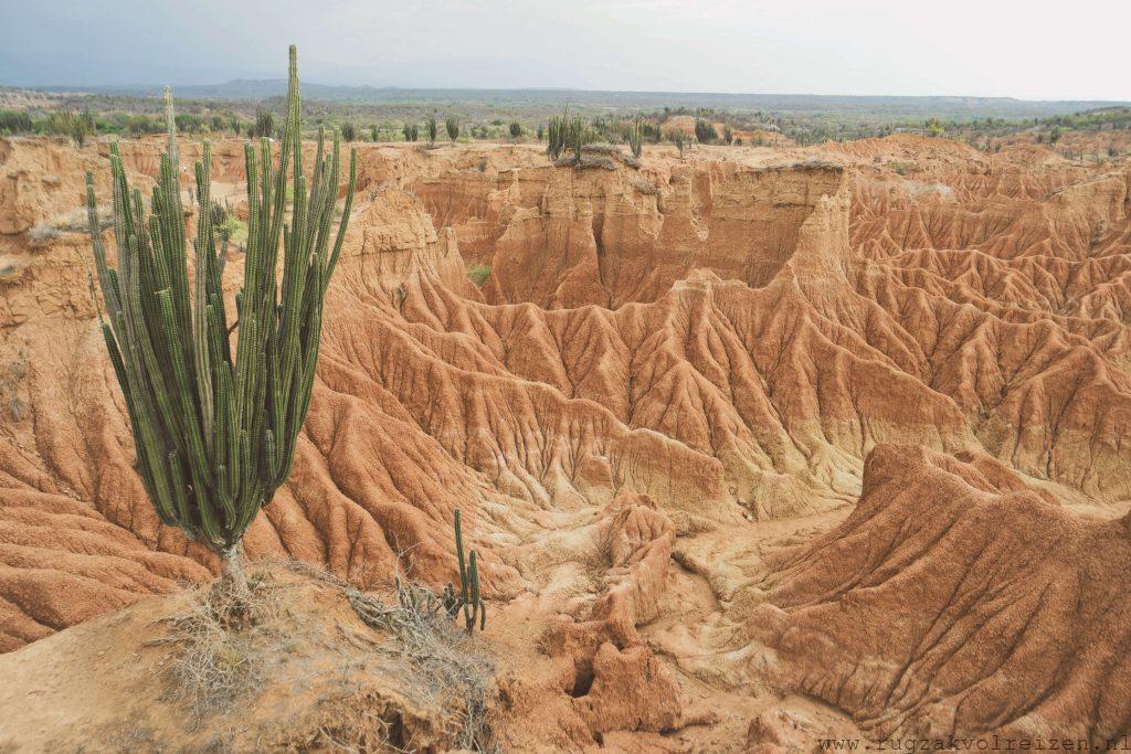 Tatacoa woestijn cactus