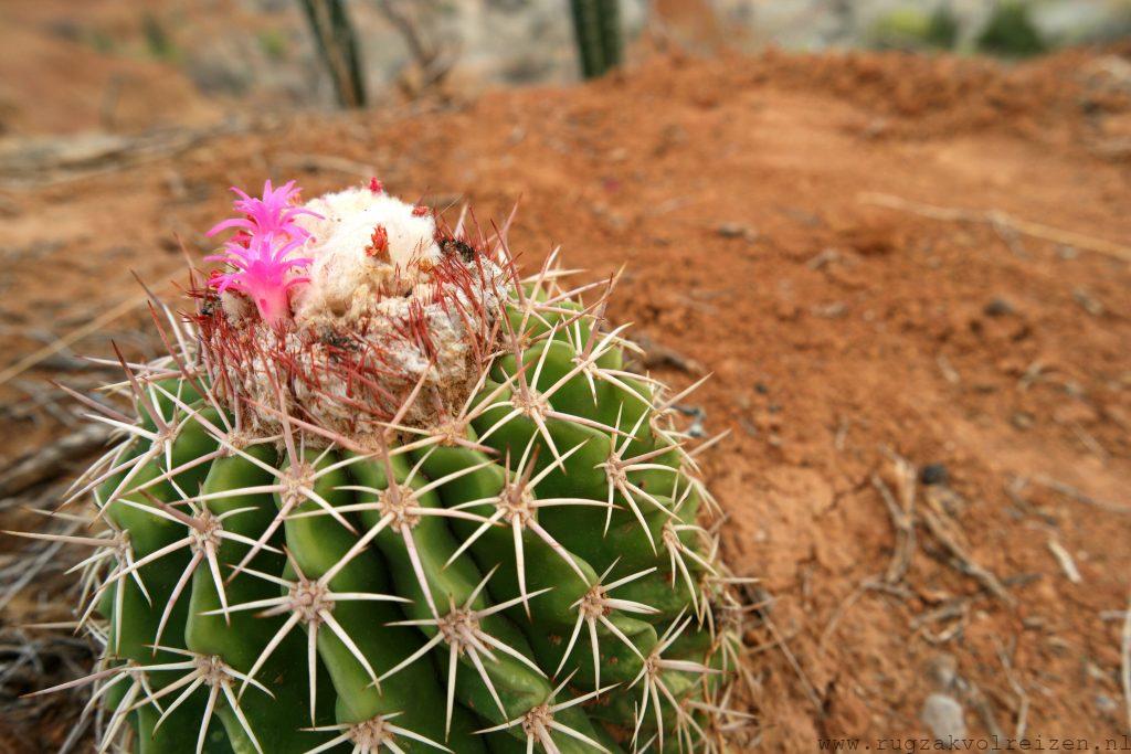 Tatacoa woestijn cactus