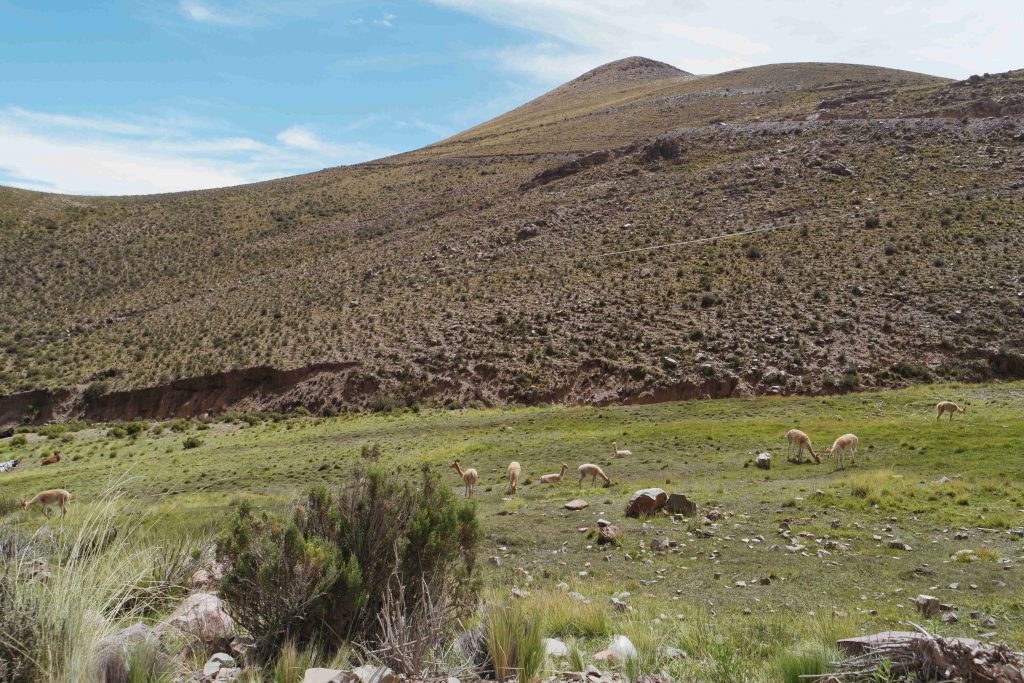 Vicuñas - Roadtrip Salta en Jujuy